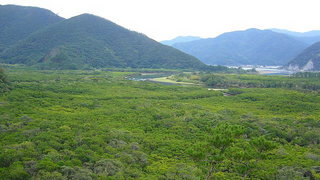 奄美大島マングローブの森